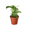 Syngonium Roxanna