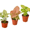 3 Different Syngonium Plants - Arrowhead Plants / 4 Pot / Live Plant