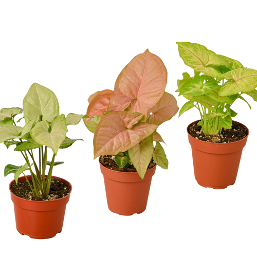 3 Different Syngonium Plants - Arrowhead Plants / 4 Pot / Live Plant