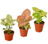 3 Different Syngonium Plants - Arrowhead Plants / 4 Pot / Live Plant