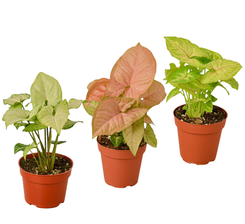 3 Different Syngonium Plants - Arrowhead Plants / 4 Pot / Live Plant