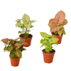 4 Different Syngonium Plants - Arrowhead Plants / 4 Pot / Live Plant