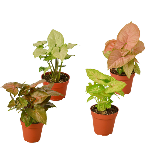 4 Different Syngonium Plants - Arrowhead Plants / 4 Pot / Live Plant