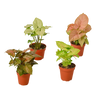 4 Different Syngonium Plants - Arrowhead Plants / 4 Pot / Live Plant