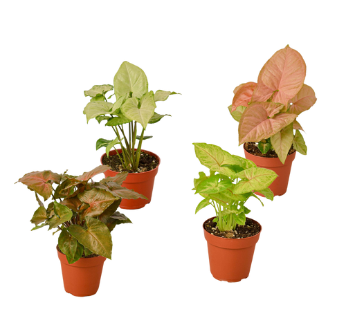 4 Different Syngonium Plants - Arrowhead Plants / 4 Pot / Live Plant