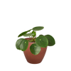Pilea Peperomioides Chinese Money Plant | Easy Care Coin-Shaped Leaves | House Plant Shop