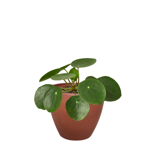 Pilea Peperomioides Chinese Money Plant | Easy Care Coin-Shaped Leaves | House Plant Shop