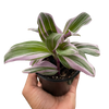 Tradescantia 'Nanouk'