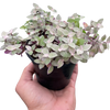 Tradescantia Callisia 'Pink Panther'