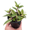 Tradescantia 'Tricolor'