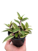 Tradescantia 'Tricolor'