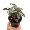 Tradescantia Zebrina 'Wandering Dude'