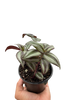 Tradescantia Zebrina 'Wandering Dude'