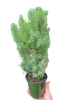 Blue Pine Trees