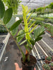 Zamioculcas 'Chameleon'
