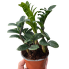 Zamioculcas zamiifolia 'Zenzi'