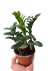 Zamioculcas zamiifolia 'Zenzi'