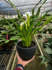 Calla Lily