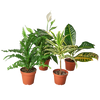 Air Purifying Variety Bundle