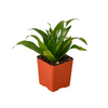 3 Tropical Plant Variety Bundle