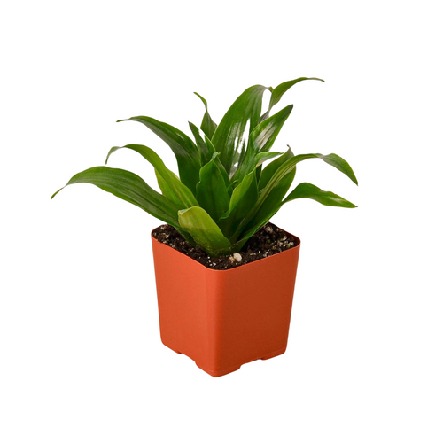 3 Tropical Plant Variety Bundle