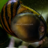 Zebra Nerite Snails 3 Pack