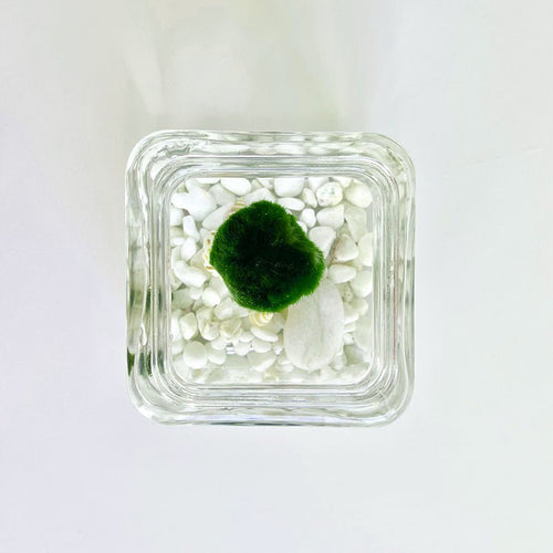 Marimo Moss Ball Aquarium Glass Terrarium Designer 4.5 Home Decor and Office Decor