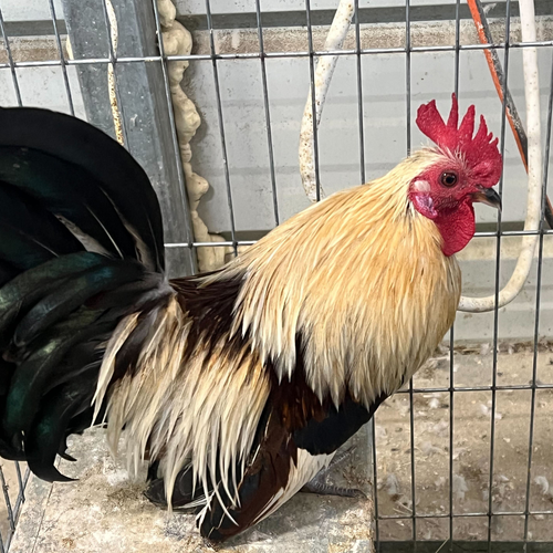 6 Rare Serama Bantam Hatching Eggs – World’s Smallest Chicken – Fertile & Freshly Collected