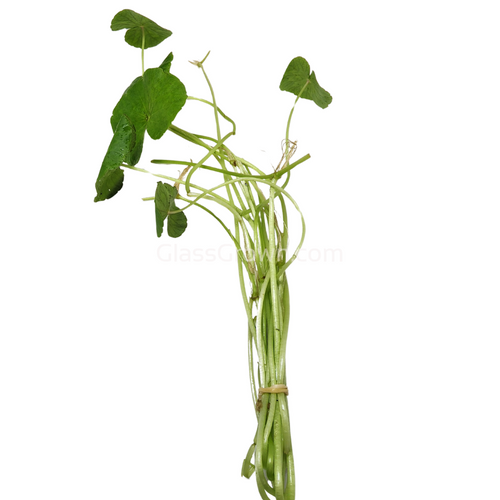 Bunch Brazilian Pennywort