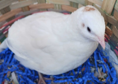 Jumbo White Coturnix Hatching Eggs - Premium Quail Eggs for Hatching - Perfect for Homesteaders, Breeders, Hobbyists - Freshly Collected for High Hatch Rates