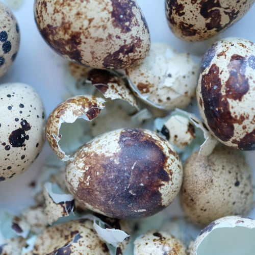 Quail PlantShellz - The Natural Nourishment for Your House Plants