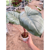 Alocasia Yucatan Princess - 4 Pot