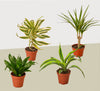 4 Different Dracaenas Variety Pack - Live House Plant - 4 Pot