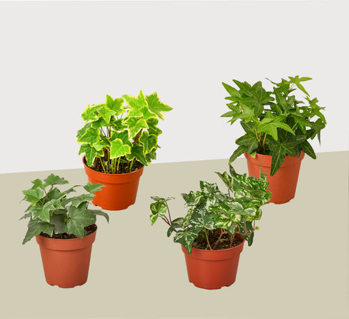 4 Different English Ivy Plants - 4 Pots - Live House Plant