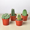 4 Cacti Variety Bundle - 4.0 Pots
