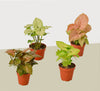 4 Different Syngonium Plants - Arrowhead Plants / 4 Pot / Live Plant