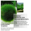 1PCS Marimo Moss Balls For Aquarium Multiple Size - Sample Minimum Kokedama Japanese Algae Ball Wholesale