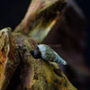 Malaysian Trumpet 5+ Snails