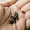 Feeder Snails 10+ Pack