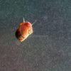 Feeder Snails 10+ Pack