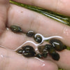 Feeder Snails 10+ Pack