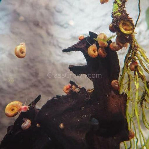 Feeder Snails 10+ Pack