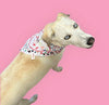 Birthday Bandanas - Stylish Dog Accessories - Glow Pups