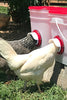 RentACoop 25lb BPA-Free Chicken Feeder with Large Ports - 2025 Version
