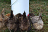 Make Your Own Chicken Waterer Kit - Horizontal Chicken Nipples 50-Pack + Installation Piece