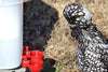 Automatic Chicken Water Cup Waterer Kit for Poultry 2-Pack