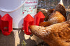 Anti-Dirt Cup Covers - Compatible with ALL RentACoop DIY Auto-Fill Cups and Chicken Waterers