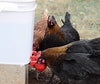 Automatic Chicken Water Cup Waterer Kit for Poultry 6-Pack
