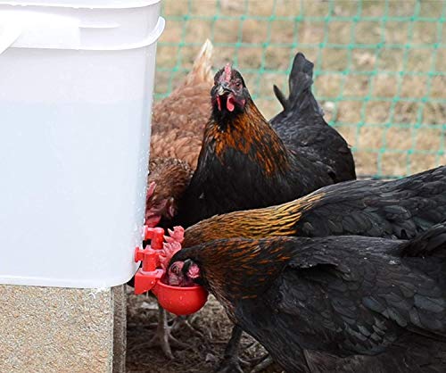 Automatic Chicken Water Cup Waterer Kit for Poultry 4-Pack