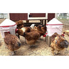 Chick2Chicken 10lb Chicken Feeder and 2 Gal Waterer - 2025 Version